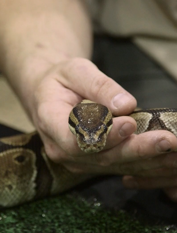 Winnipeg Pet Show 2015 Highlights